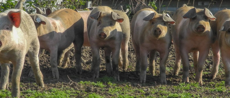 Biohof Weller - Schweine